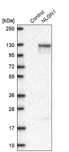 Western blot analysis in control (vector only transfected HEK293T lysate) and NLGN1 over-expression lysate (Co-expressed with a C-terminal myc-DDK tag (~3.1 kDa) in mammalian HEK293T cells, LY402393).