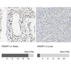 Anti-PAXIP1 Antibody