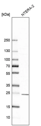 Western blot analysis in human cell line NTERA-2.