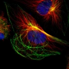Immunofluorescent staining of human cell line U-251 MG shows localization to centrosome & intermediate filaments.