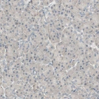 Immunohistochemical staining of human pancreas shows very weak positivity in exocrine glandular cells as expected.