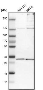 Anti-PSMD8 Antibody