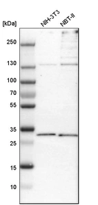 Western blot analysis in mouse cell line NIH-3T3 and rat cell line NBT-II.