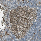 Anti-RAD18 Antibody