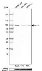 Anti-XRCC1 Antibody