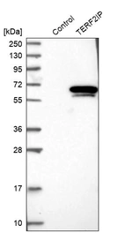 Western blot analysis in control (vector only transfected HEK293T lysate) and TERF2IP over-expression lysate (Co-expressed with a C-terminal myc-DDK tag (~3.1 kDa) in mammalian HEK293T cells, LY402720).