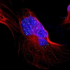 Immunofluorescent staining of human cell line U-2 OS shows localization to nuclear bodies.