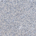 Immunohistochemical staining of human pancreas shows no positivity in exocrine glandular cells.