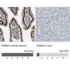 Anti-RAD9A Antibody