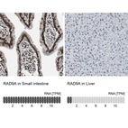 Anti-RAD9A Antibody