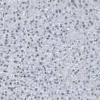 Anti-RAD9A Antibody