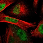 Immunofluorescent staining of human cell line U-251 MG shows localization to nucleoplasm.
