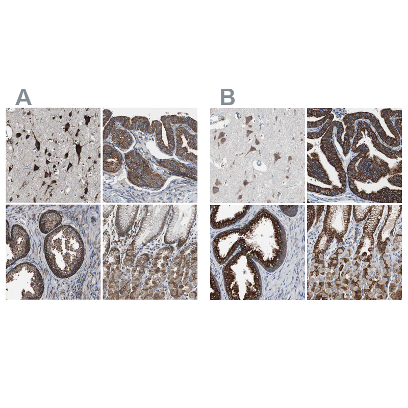 Anti-USP10 Antibody