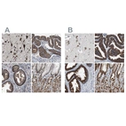 Anti-USP10 Antibody