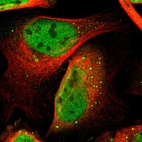 Immunofluorescent staining of human cell line U-2 OS shows localization to nucleoplasm & cytoplasmic bodies.