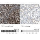 Anti-FEN1 Antibody