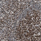 Immunohistochemical staining of human lymph node shows high expression.