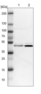 Lane 1: NIH-3T3 cell lysate (Mouse embryonic fibroblast cells)_br/_Lane 2: NBT-II cell lysate (Rat Wistar bladder tumour cells)