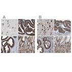 Anti-USP10 Antibody