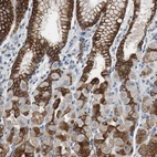 Immunohistochemical staining of human stomach shows strong cytoplasmic positivity in glandular cells.
