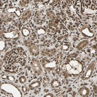 Anti-USP42 Antibody