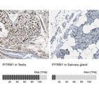 Anti-PITRM1 Antibody