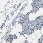 Immunohistochemical staining of human salivary gland shows low expression as expected.