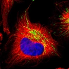 Immunofluorescent staining of human cell line U-251 MG shows localization to mitochondria.