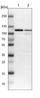 Lane 1: NIH-3T3 cell lysate (Mouse embryonic fibroblast cells)_br/_Lane 2: NBT-II cell lysate (Rat Wistar bladder tumour cells)