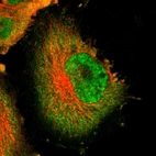 Immunofluorescent staining of human cell line U-251 MG shows localization to nucleoplasm & cytosol.
