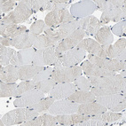 Immunohistochemical staining of human skeletal muscle shows very weak positivity in myocytes as expected.