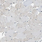 Immunohistochemical staining of human skeletal muscle shows very weak positivity in myocytes as expected.