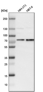 Western blot analysis in mouse cell line NIH-3T3 and rat cell line NBT-II.
