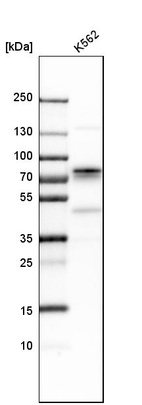 Western blot analysis in human cell line K562.