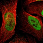 Immunofluorescent staining of human cell line U-2 OS shows localization to nucleoplasm.