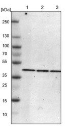 Lane 1: NIH-3T3 cell lysate (Mouse embryonic fibroblast cells)_br/_Lane 2: NBT-II cell lysate (Rat Wistar bladder tumour cells)_br/_Lane 3: PC12 cell lysate (Pheochromocytoma of rat adrenal medulla)