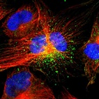 Immunofluorescent staining of human cell line U-251 MG shows localization to vesicles.
