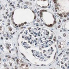 Immunohistochemical staining of human kidney using Anti-ZHX2 antibody HPA006769.