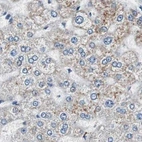 Immunohistochemical staining of human liver using Anti-ZHX2 antibody HPA006769.