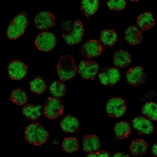 Immunofluorescent staining of human cell line REH shows localization to nucleoplasm.