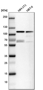 Western blot analysis in mouse cell line NIH-3T3 and rat cell line NBT-II.