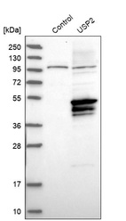 Western blot analysis in control (vector only transfected HEK293T lysate) and USP2 over-expression lysate (Co-expressed with a C-terminal myc-DDK tag (~3.1 kDa) in mammalian HEK293T cells, LY403527).