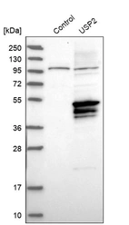 Western blot analysis in control (vector only transfected HEK293T lysate) and USP2 over-expression lysate (Co-expressed with a C-terminal myc-DDK tag (~3.1 kDa) in mammalian HEK293T cells, LY403527).
