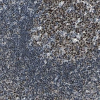 Immunohistochemical staining of human lymph node shows strong nuclear positivity in germinal center cells.