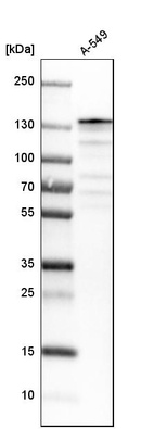 Western blot analysis in human cell line A-549.