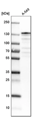Western blot analysis in human cell line A-549.