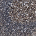 Immunohistochemical staining of human lymph node shows strong nuclear positivity in germinal center cells.