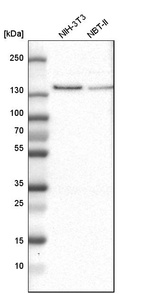Western blot analysis in mouse cell line NIH-3T3 and rat cell line NBT-II.