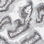 Immunohistochemical staining of human duodenum shows moderate nuclear positivity in glandular cells.