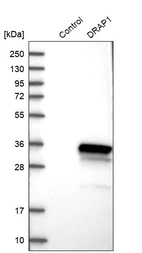Western blot analysis in control (vector only transfected HEK293T lysate) and DRAP1 over-expression lysate (Co-expressed with a C-terminal myc-DDK tag (~3.1 kDa) in mammalian HEK293T cells, LY401939).